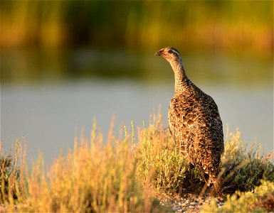 Photo: Tom Koerner/USFWS