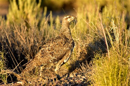 Photo: Tom Koerner/USFWS