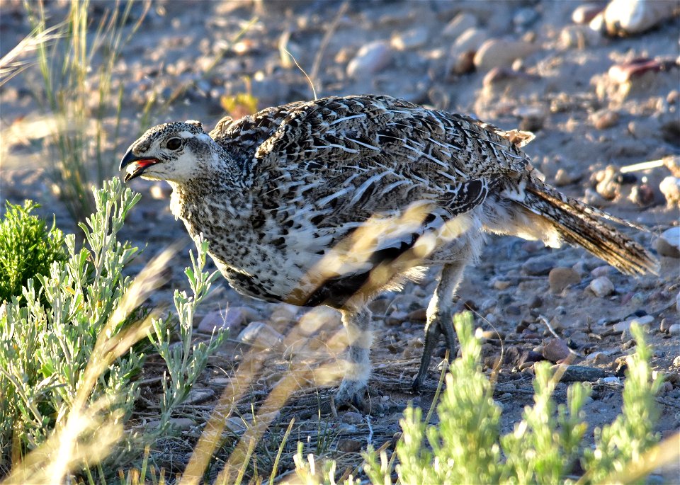 A greater sage-grouse eating leaves from a Wyoming big sagebrush plant on Seedskadee National Wildlife Refuge.  Photo: Tom Koerner/USFWS