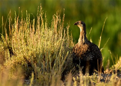 Photo: Tom Koerner/USFWS