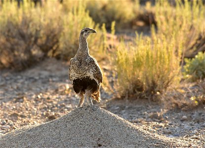 Sometimes, gaining a little altitude helps with the view. This greater sage-grouse hen was using a western harvester ant mound to watch her chicks. Photo: Tom Koerner/USFWS photo