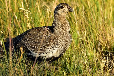 A greater sage-grouse hen feeds in a wet meadow on Seedskadee NWR in Wyoming. Photo: Tom Koerner/USFWS photo