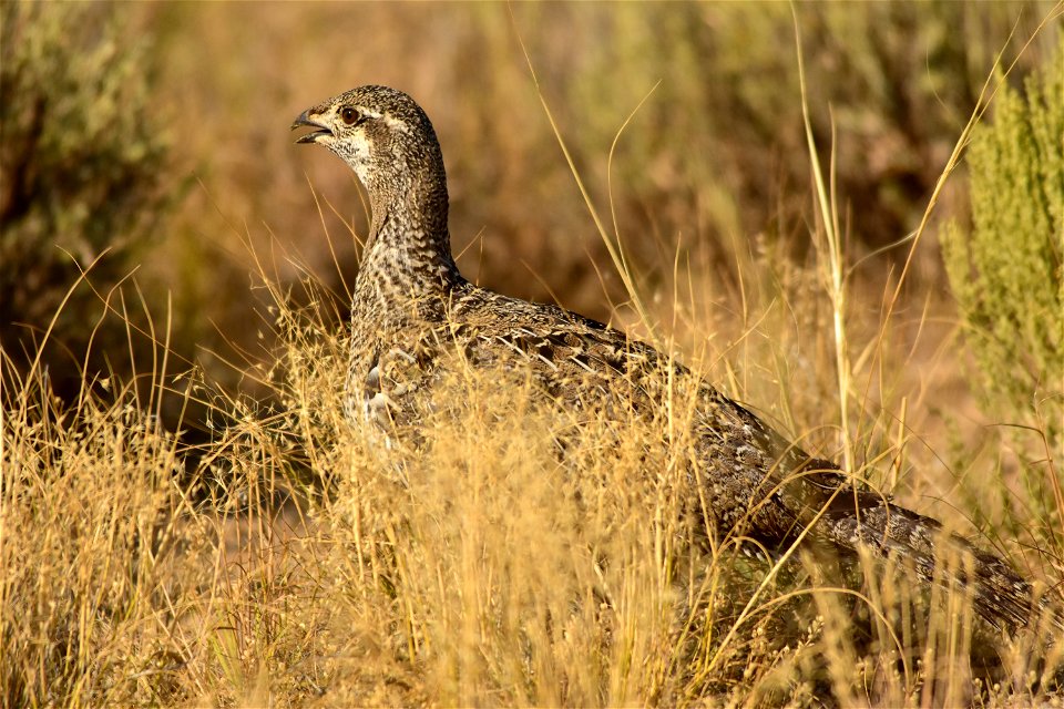 Photo: Tom Koerner/USFWS
