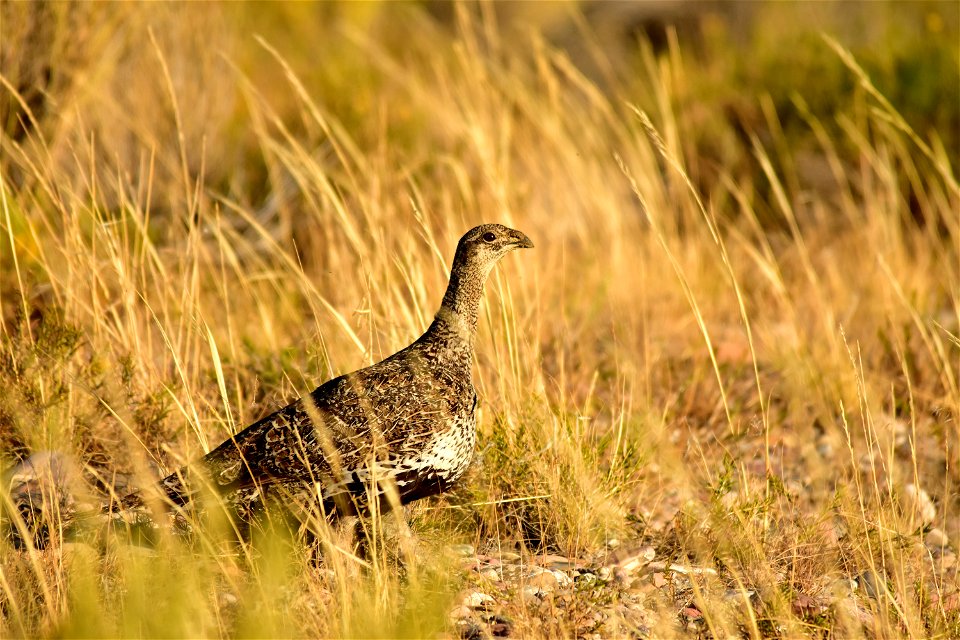 A greater sage-grouse walks to a night roost in sage-steppe habitat on Seedskadee NWR.    Photo: Tom Koerner/USFWS