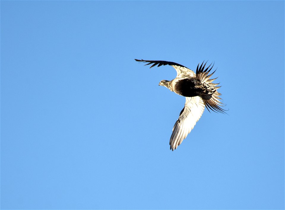 Photo: Tom Koerner/USFWS