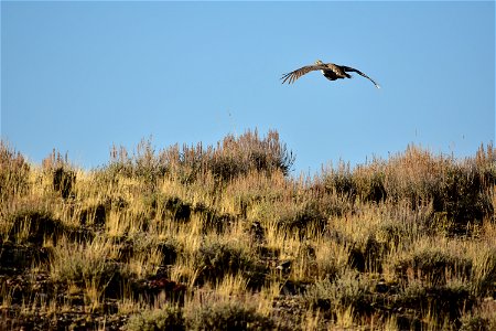 Photo: Tom Koerner/USFWS