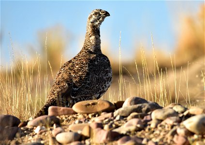 Photo: Tom Koerner/USFWS
