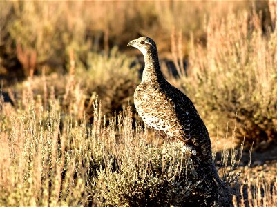 A greater sage-grouse perched on Wyoming big sagebrush.  Photo: Tom Koerner/USFWS