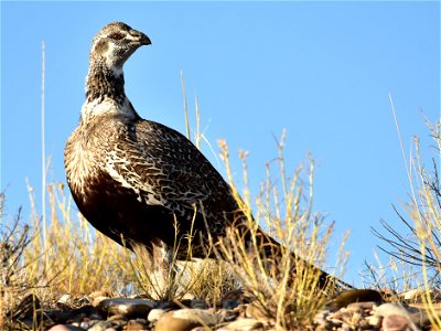 Photo: Tom Koerner/USFWS
