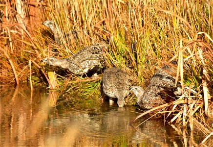 While greater sage-grouse do not require water, as they can extract it from the vegetation they eat, they will readily use it when available. On Seedskadee NWR, they are often spotted drinking water photo