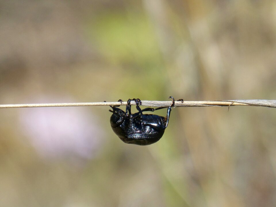 Upside down insect cross