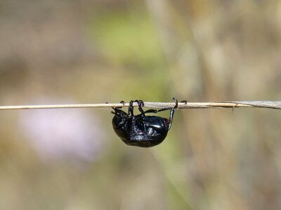 Upside down insect cross photo