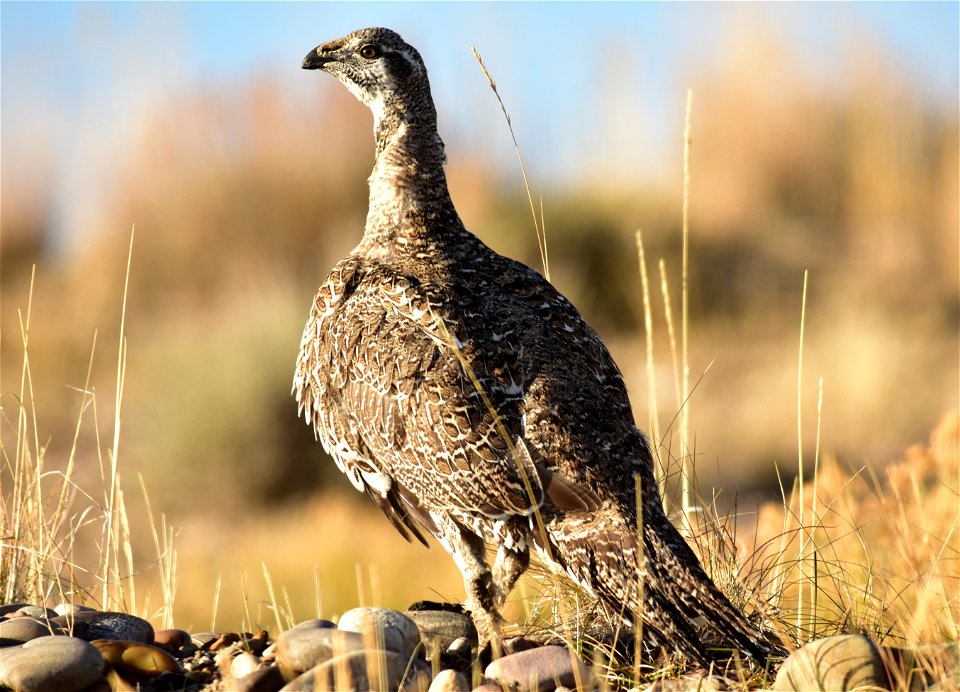 Photo: Tom Koerner/USFWS