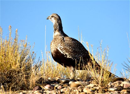 Photo: Tom Koerner/USFWS