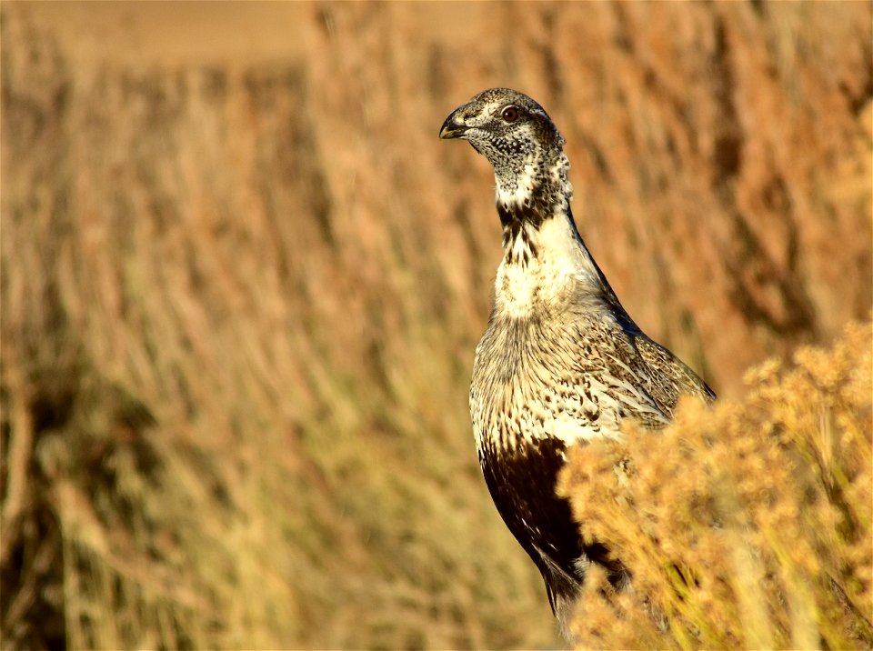 Photo: Tom Koerner/USFWS