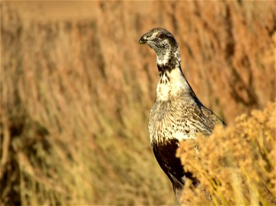 Photo: Tom Koerner/USFWS