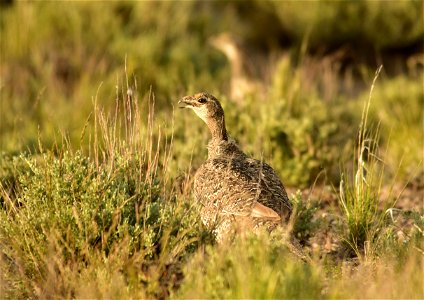 Photo: Tom Koerner/USFWS
