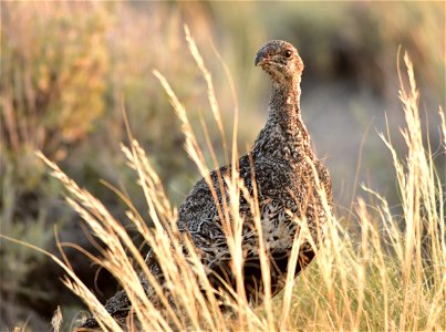 Photo: Tom Koerner/USFWS