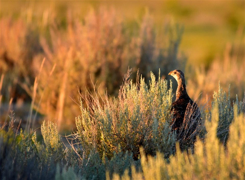 Photo: Tom Koerner/USFWS