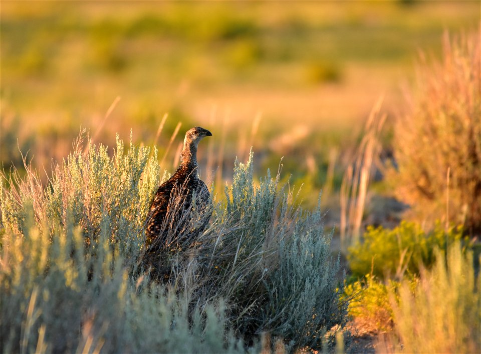 Photo: Tom Koerner/USFWS