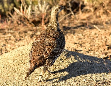 Photo: Tom Koerner/USFWS