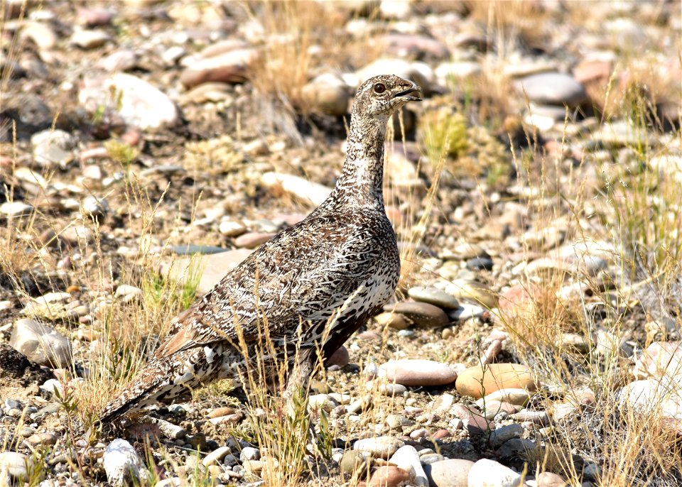 Photo: Tom Koerner/USFWS