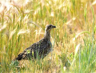 A greater sage-grouse chick on Seedskadee NWR. Photo: Tom Koerner/USFWS photo