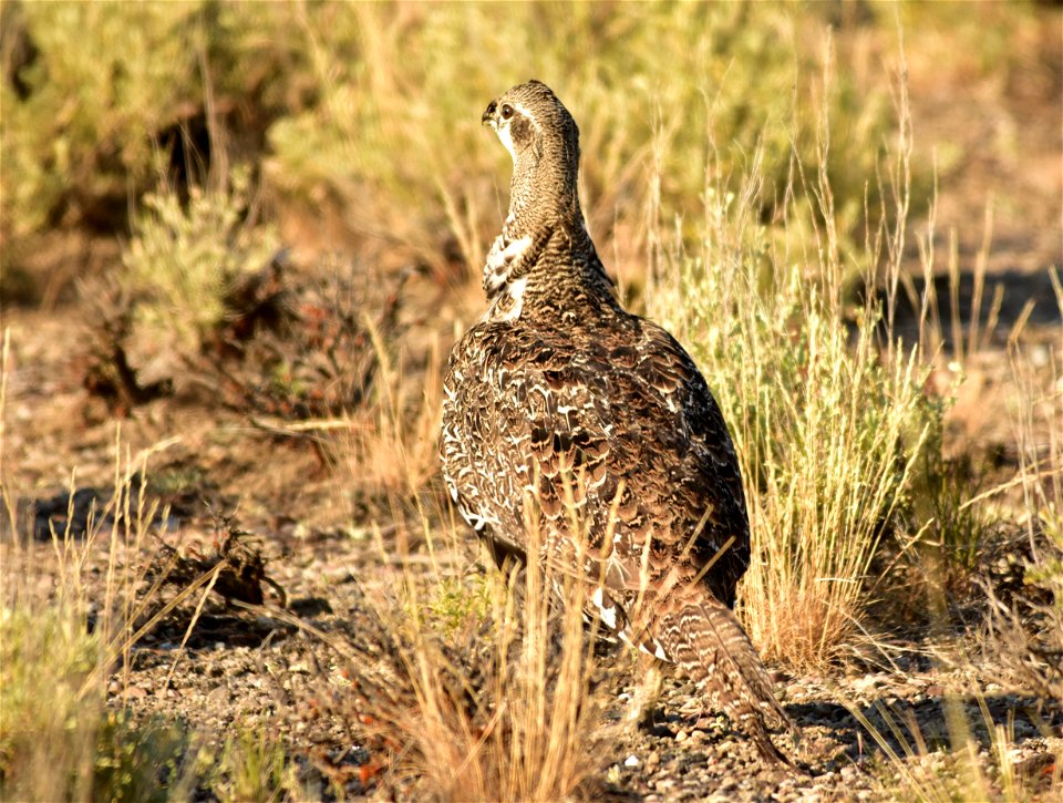 Photo: Tom Koerner/USFWS