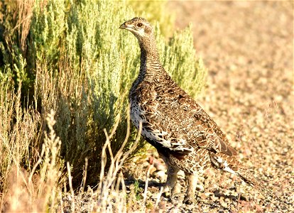Photo: Tom Koerner/USFWS