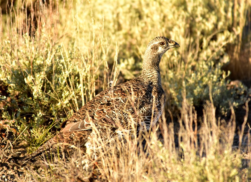 Photo: Tom Koerner/USFWS