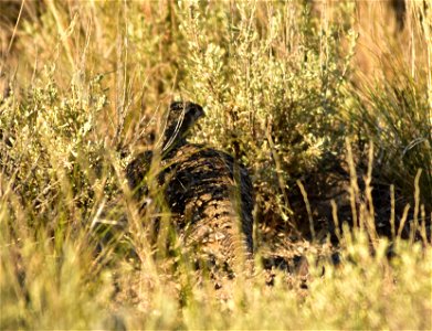 Photo: Tom Koerner/USFWS