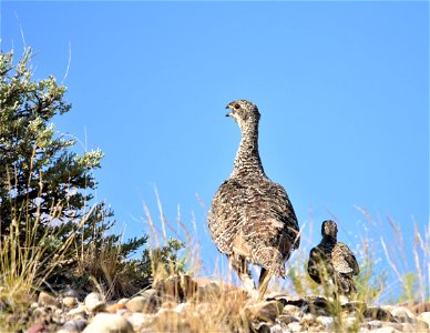Photo: Tom Koerner/USFWS