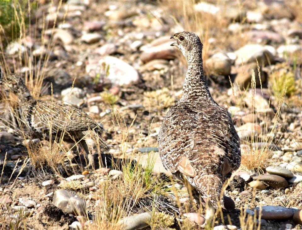 Photo: Tom Koerner/USFWS
