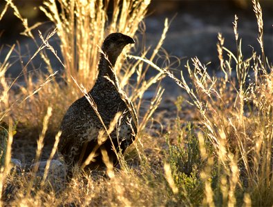 Photo: Tom Koerner/USFWS