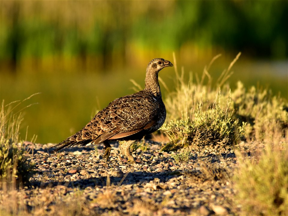 Photo: Tom Koerner/USFWS