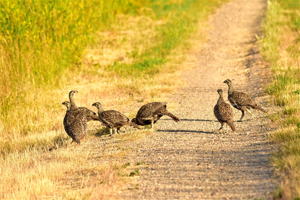 A greater sage-grouse hen and her brood feed on insects and green leaves as they stroll towards the wet meadows for the day.  

Photo: Tom Koerner/USFWS