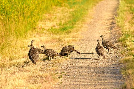 A greater sage-grouse hen and her brood feed on insects and green leaves as they stroll towards the wet meadows for the day.  

Photo: Tom Koerner/USFWS