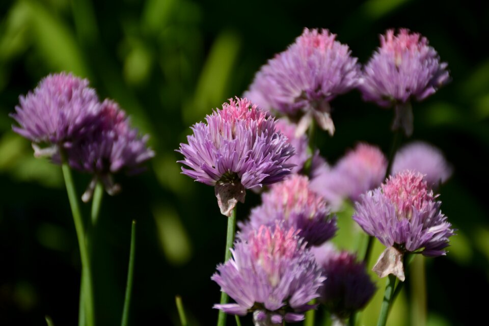 Purple flowers nature garden