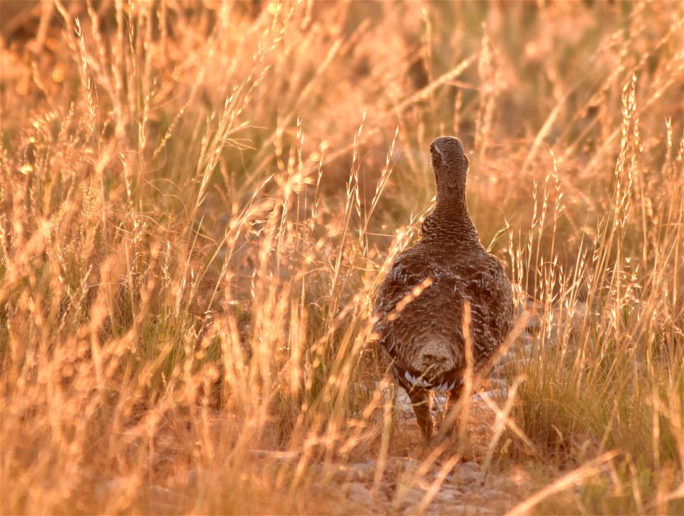 Photo: Tom Koerner/USFWS