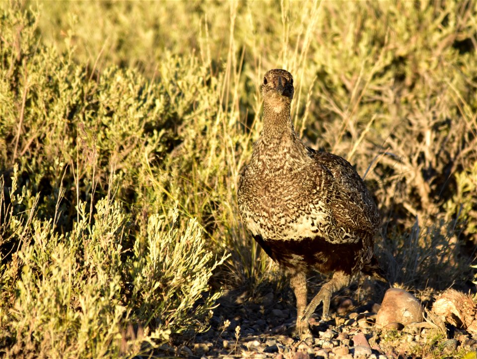 Photo: Tom Koerner/USFWS