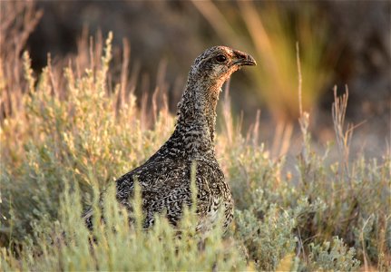 Photo:  Tom Koerner/USFWS