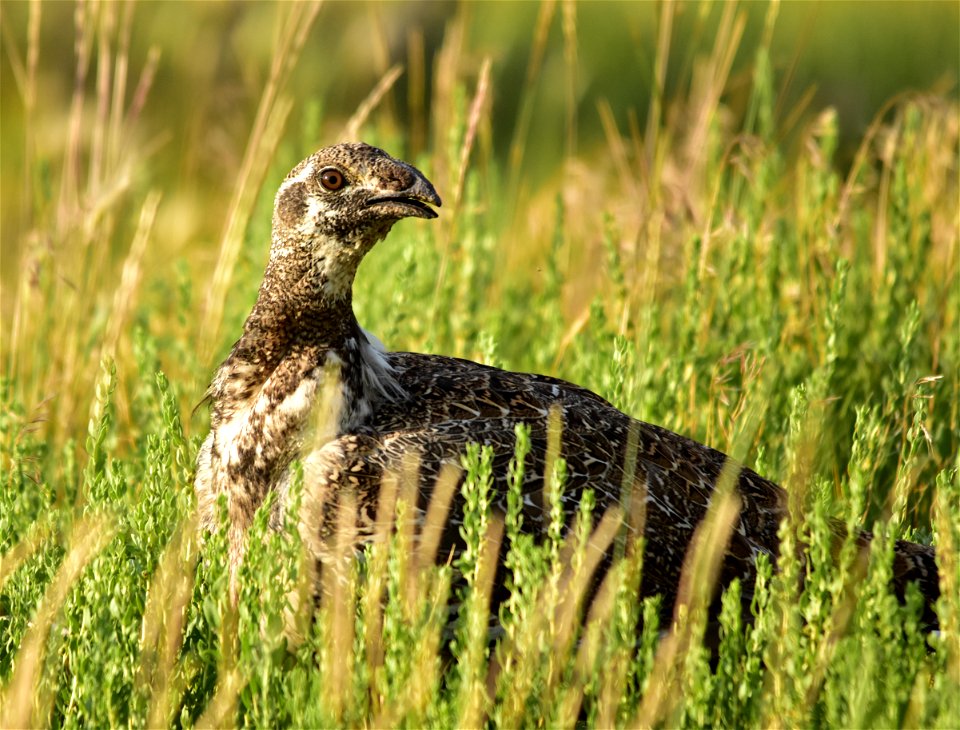 Photo: Tom Koerner/USFWS