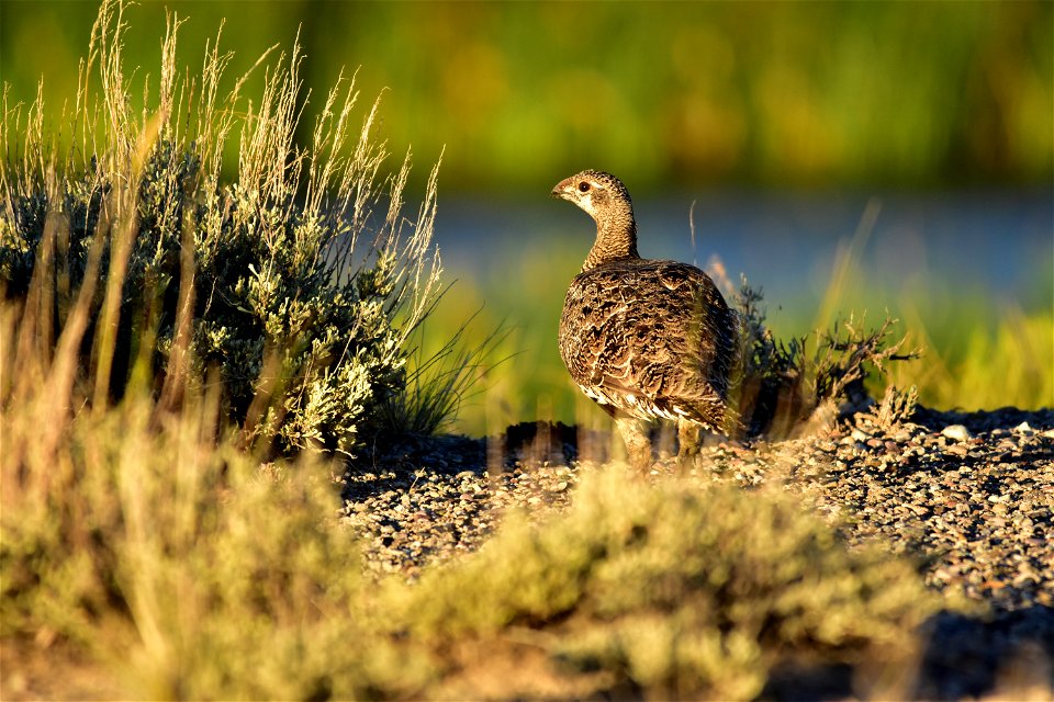 Photo: Tom Koerner/USFWS