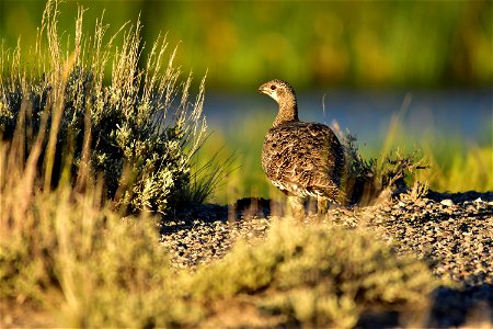 Photo: Tom Koerner/USFWS
