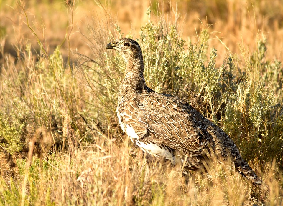 Photo: Tom Koerner/USFWS