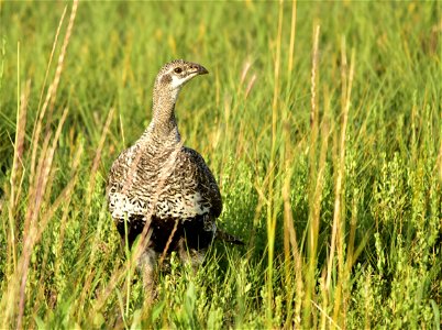 Photo: Tom Koerner/USFWS