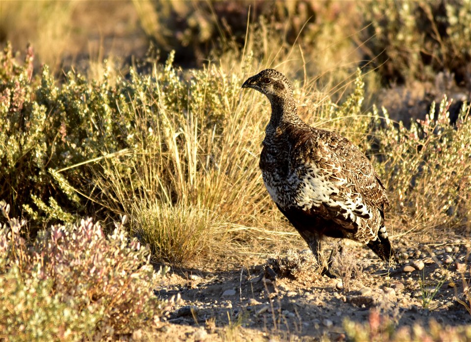 Photo: Tom Koerner/USFWS