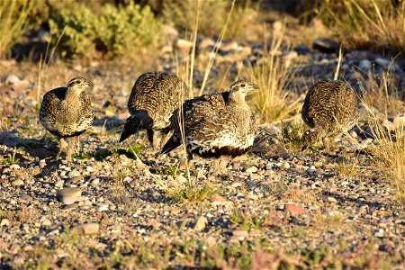 A brood of greater sage-grouse on their morning foraging stroll headed towards the wet meadows for the day.   Along the way they snack on Western harvester ants, grasshoppers, and other invertebrates 