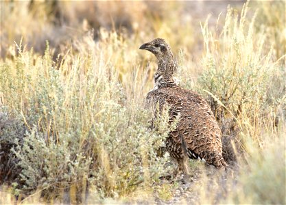Photo: Tom Koerner/USFWS