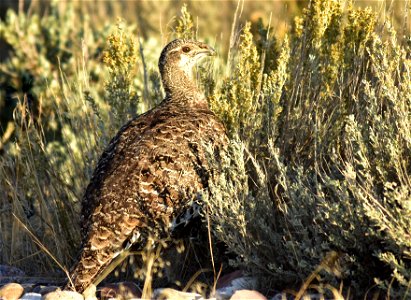 A greater sage-grouse eating Wyoming Big Sagebrush leaves and flowers. Photo: Tom Koerner/USFWS photo